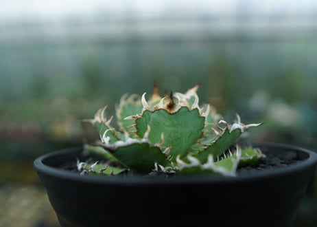 アガベ　チタノタ　フィリグリー　agave titanota filigree　No.5