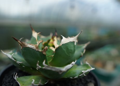 アガベ　チタノタ　鬼爪雪峰  Agave titanota “Onitsume Yukimine No.1