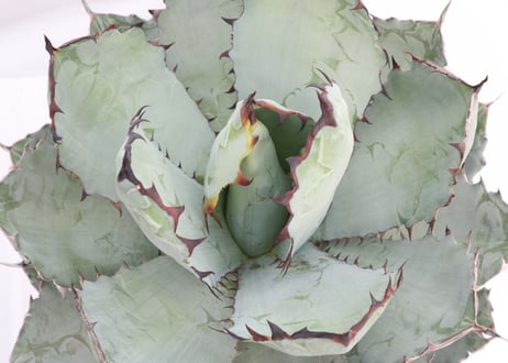 Agave titanota Black &Blue