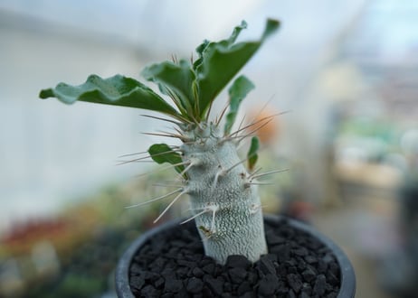 パキポディウム　サンデルシー　Pachypodeium saundersii  No.2
