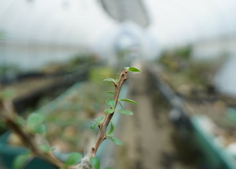 フォークイエリア　フォルモサ　Fouquieria formosa