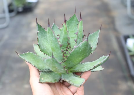 Agave colorata x horrida