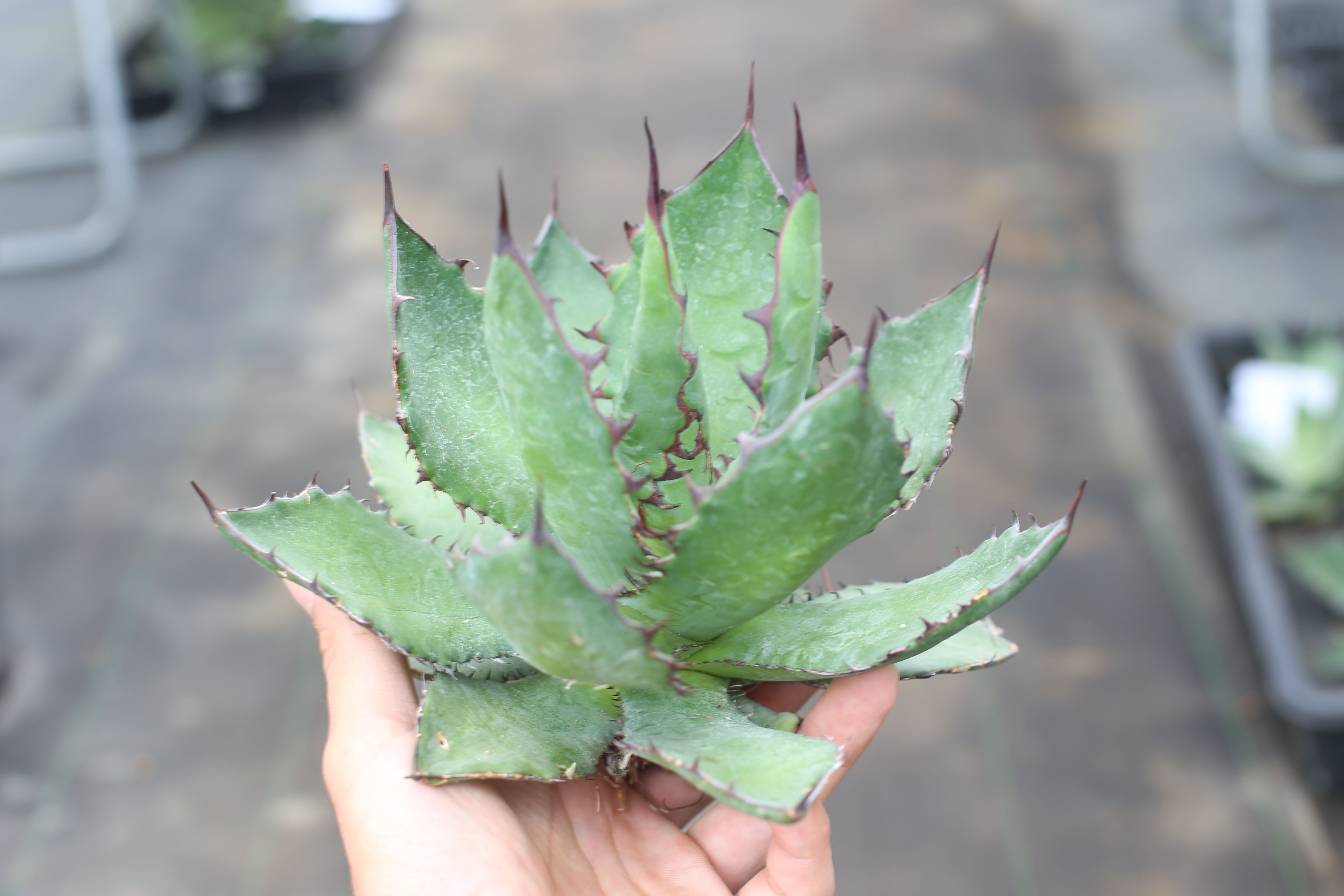 Agave colorata x horrida | mana's farm:塊根植物・アガベ