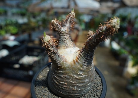 【未発根】パキポディウム　グラキリス　 Pachypodium Gracilius  No.1