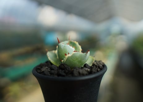 アガベ　兜蟹錦　Agave isthmensis “Kabutogani” variegata  No.2
