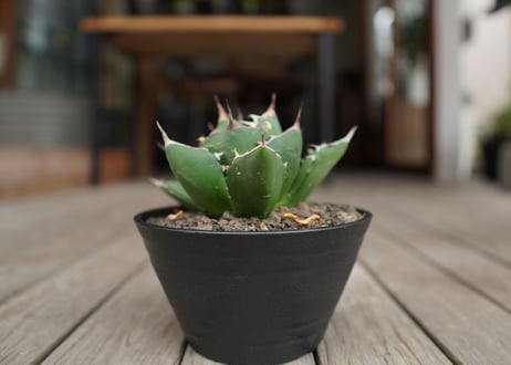 アガベ　チタノタ　FO-76　Agave titanota ”FO-76"