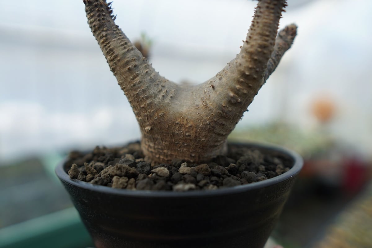パキポディウム マカイエンセ Pachypodium makayense No.1 | man