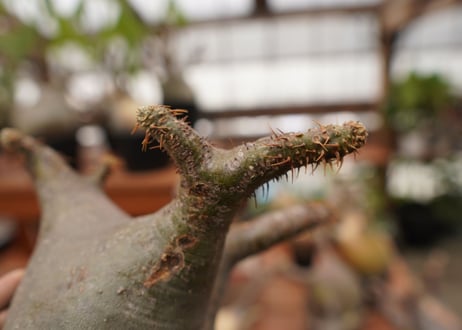 パキポディウム　グラキリス　Pachypodium gracilius　抜き苗　№112