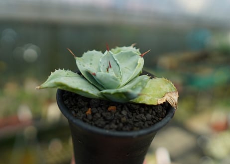 アガベ 白銀兜蟹 Agave isthmensis 'Shirogane'