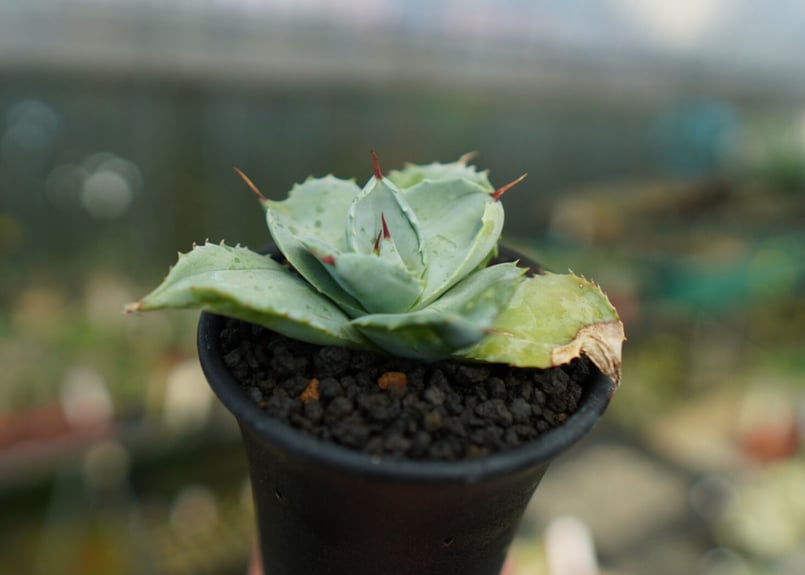 アガベ 白銀兜蟹 Agave isthmensis 'Shirogane' | mana's