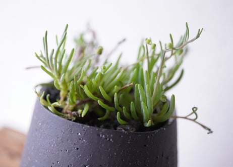 Othonna clavifolia