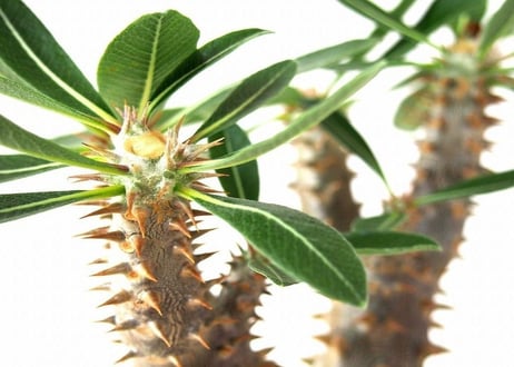 パキポディウム デンシフローラム　シバの女王の玉櫛　Pachypodium densiflorum