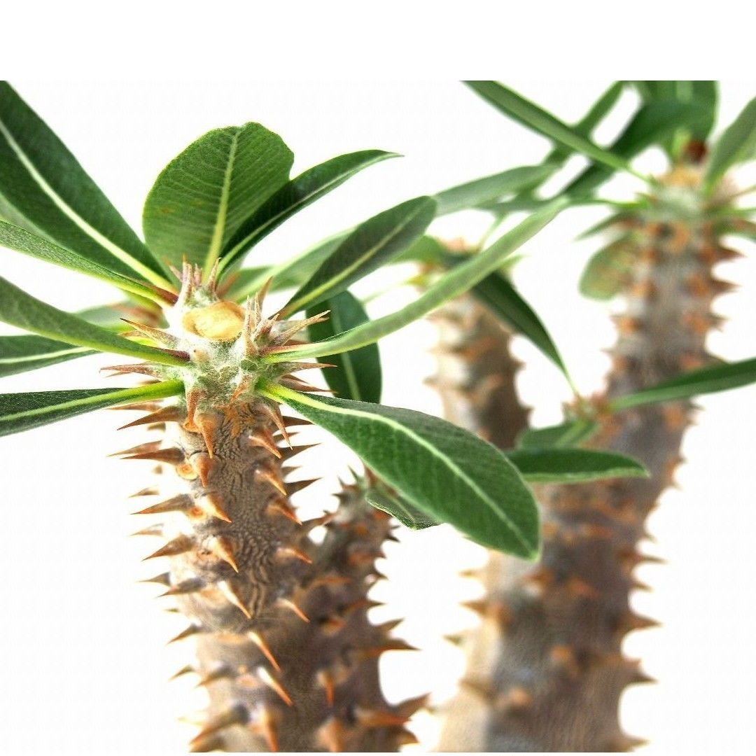 パキポディウム デンシフローラム シバの女王の玉櫛 Pachypodium