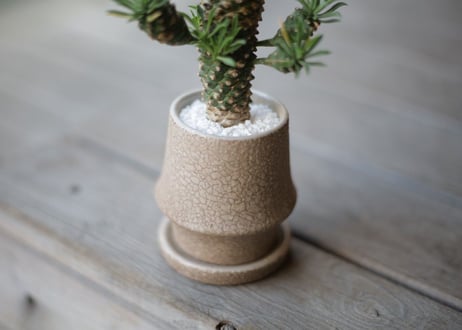 蛾眉鉄甲　Euphorbia Gabitekkou