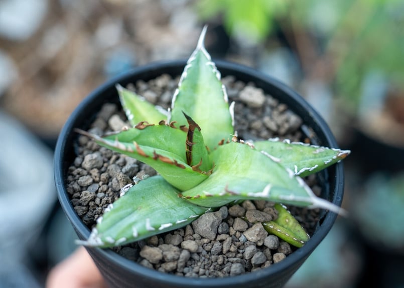 アガベ オテロイ agave oteroi No.2 | mana's farm:塊根植物・ア