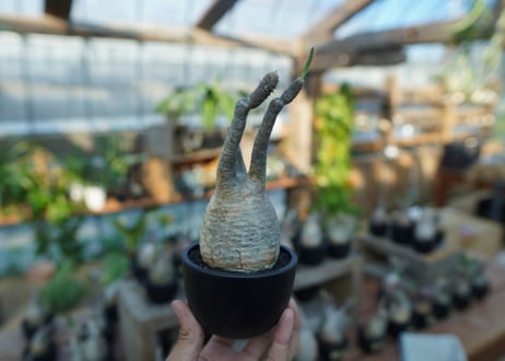【未発根】パキポディウム　グラキリス　 Pachypodium Gracilius  No.22