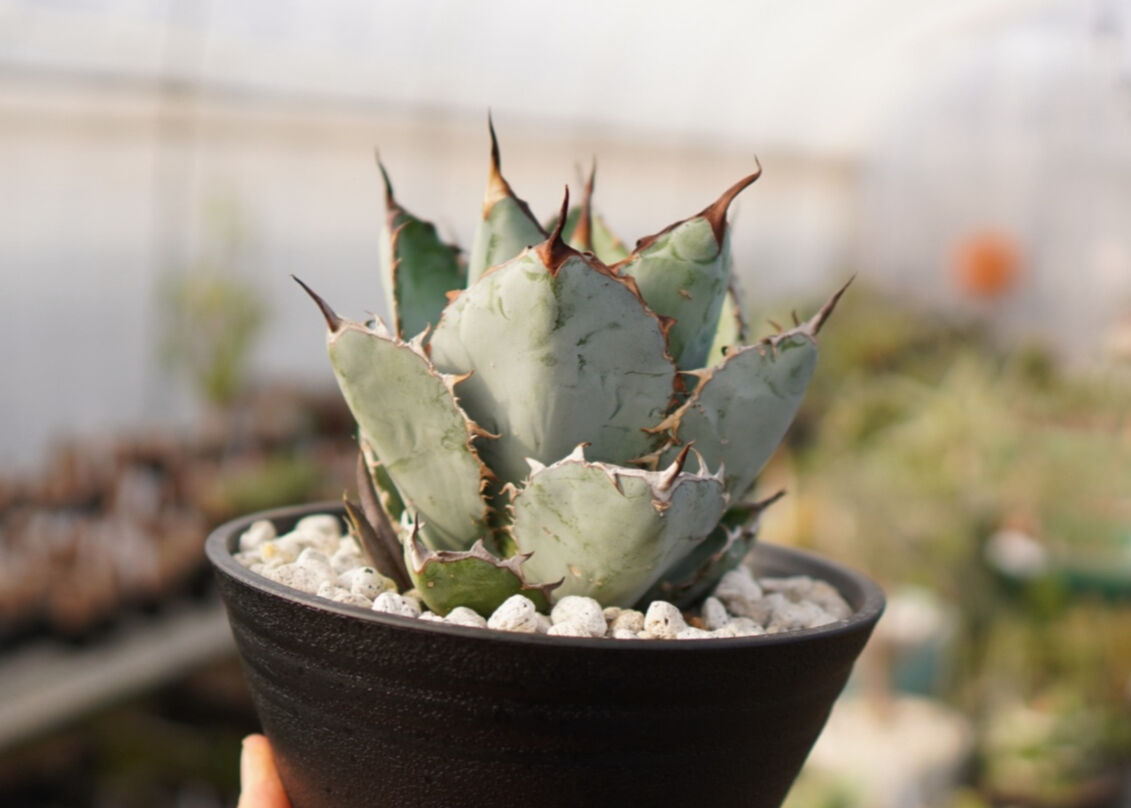 Agave titanota 'black and blue' 子株付き No.3 | man