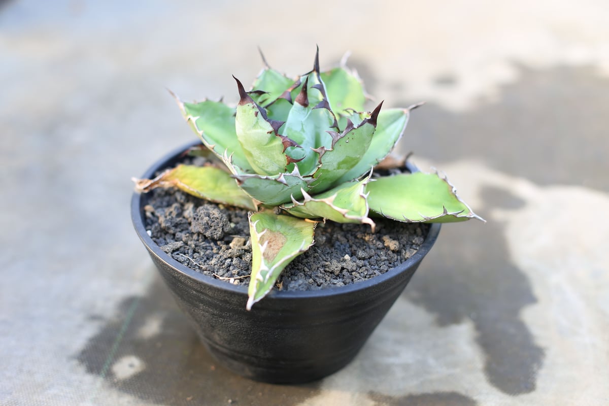 ブラックアンドブルー 子株つき | mana's farm:塊根植物・アガベ