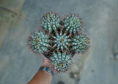ユーフォルビア　ホリダ　Euphorbia horrida  No.1