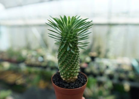 ユーフォルビア　ソテツキリン "パイナップルコーン"　Euphorbia sotetsukirin  No.1