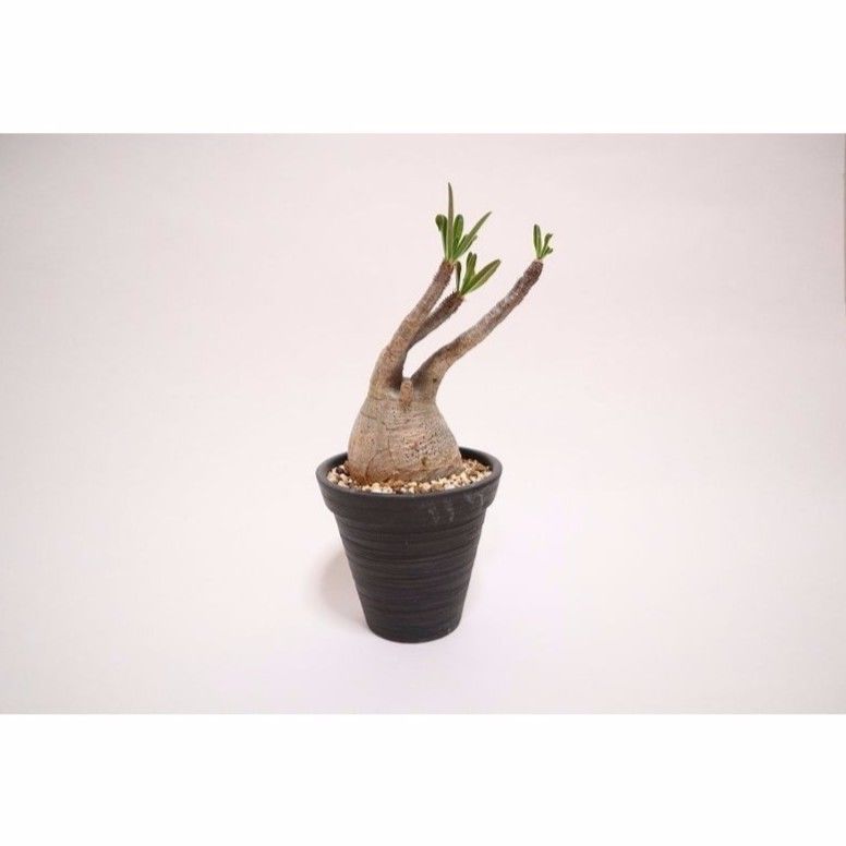 マ*ツ様 多幹塊根植物 パキポディウムグラキリス グラキリス パキポディウム 塊根植物