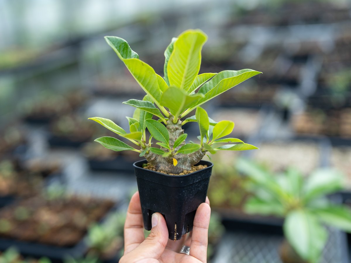 パキポディウム ウィンゾリー 沖縄実生 | mana's farm:塊根植物