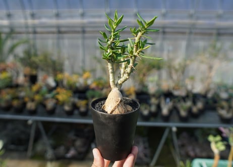 パキポディウム　ビスピノーサム　Pachypodium bispinosum No.2