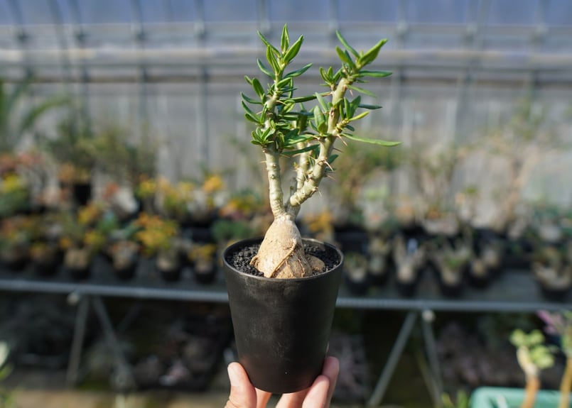 パキポディウム ビスピノーサム Pachypodium bispinosum No.2 | m
