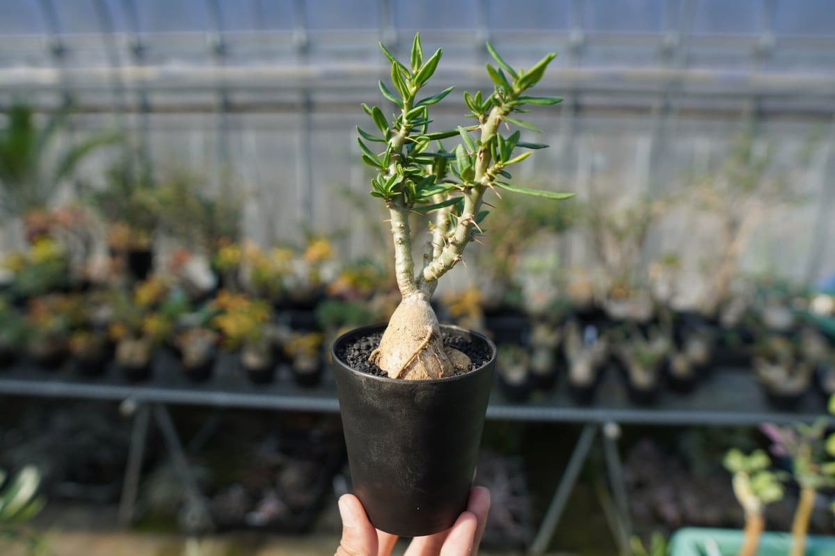 パキポディウム ビスピノーサム Pachypodium bispinosum No.2 | m