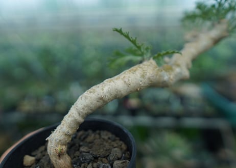 ペラルゴニウム　カルノーサム　Pelargonium carnosum  No.2