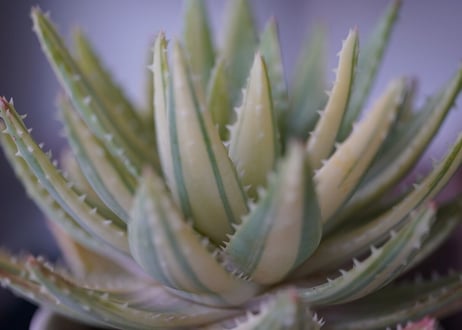 Aloe brevifolia variegated