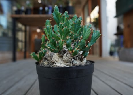 ユーフォルビア　クラビゲラ　Euphorbia clavigera