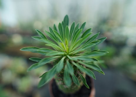 ユーフォルビア　ソテツキリン "パイナップルコーン"　Euphorbia sotetsukirin  No.3