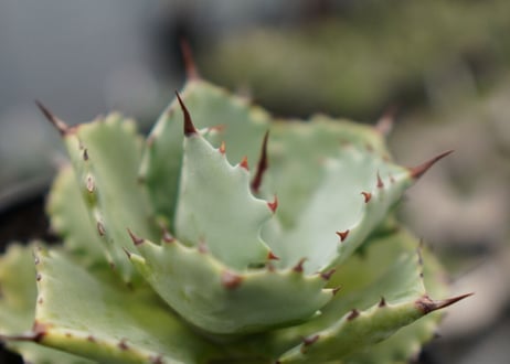 Agave potatorum×Isthmensis　No.2
