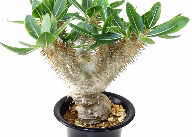 縁起物 ※お値打ち※ 良型分岐 パキポディウム デンシカウレ 恵比寿大黒