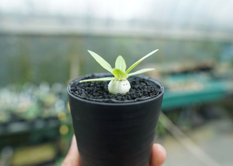 パキポディウム　恵比寿笑い　Pachypodium brevicaule　No.5