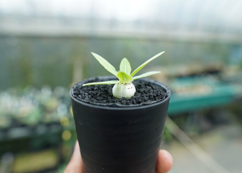 パキポディウム 恵比寿笑い Pachypodium brevicaule No.5 | man