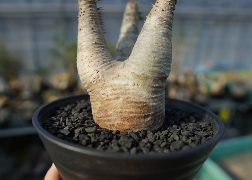 パキポディウム・マカイエンセ 園芸ネット本店｜パキポディウム：マカイエンセ （魔界玉）4号23-01 の