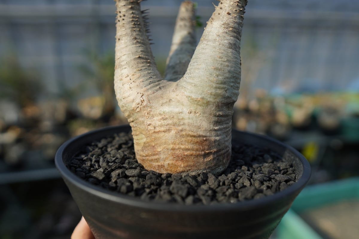 パキポディウム マカイエンセ Pachypodium makayense No.4 | man