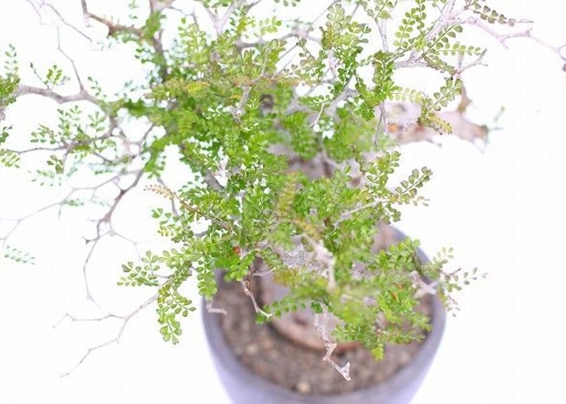 オペルクリカリア デカリー | mana's farm:塊根植物・アガベ