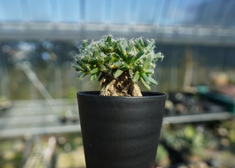トリコディアデマ　デンサム　Trichodiadema densum  No.1