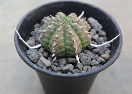 ユーフォルビア　バリダ