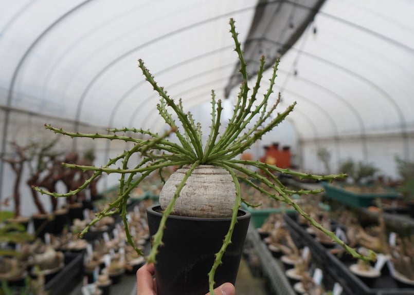 ユーフォルビア デシドゥア | mana's farm:塊根植物・アガベ・ドライ