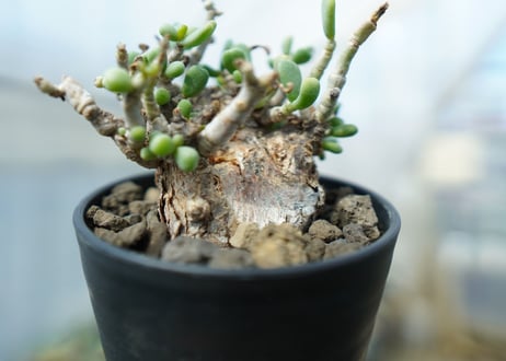 ケラリア　ピグマエア　Ceraria pygmaea 　No.4