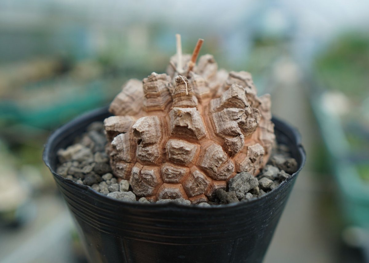 長谷川園芸産】亀甲竜 Dioscorea elephantipes No.3 | mana' 長谷川園芸産】亀甲竜 Dioscorea elephantipes No.3 | mana'