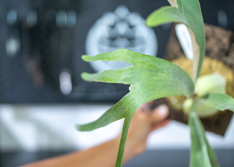 ビカクシダ ウィリンキー ペドロタツタ Platycerium willinckii cv P