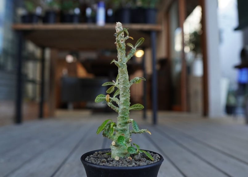 ドルステニア ギガス Dorstenia gigas | mana's farm:塊根植物