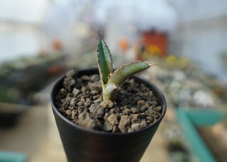 アガベ　チタノタ　 ブラックアンドブルー 　Agave titanota black and blue No.2