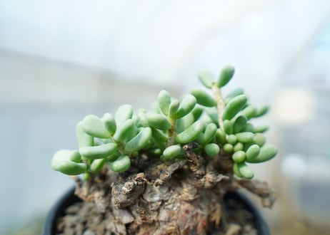 ケラリア　ピグマエア　Ceraria pygmaea 　No.8