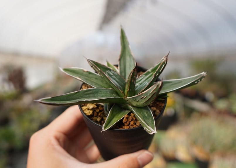 アガベ ニッケルシー NO.1 | mana's farm:塊根植物・アガベ